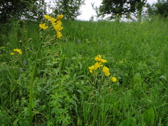 Crepis praemorsa