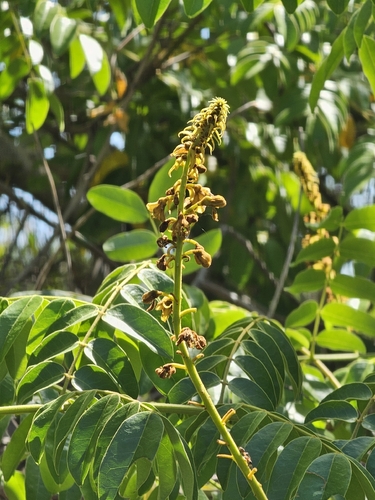 Guilandina bonduc observed 2026-10-21