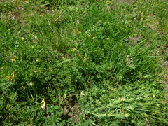 Lotus corniculatus corniculatus