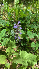 Ajuga reptans