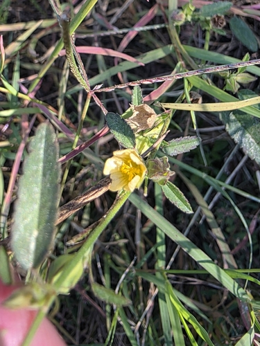 Sida spinosa observed 2026-10-21