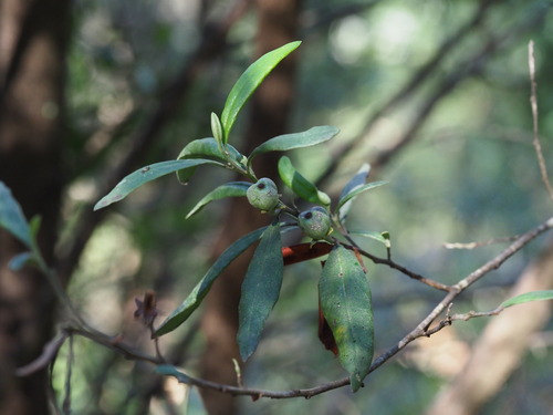 Beyeria viscosa observed 2026-10-21