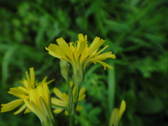 Crepis praemorsa