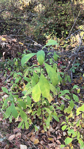 Oemleria cerasiformis, 2026-10-21