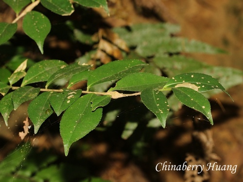 Eurya japonica observed 2026-10-18