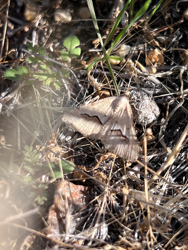 Mesquite Looper Moth