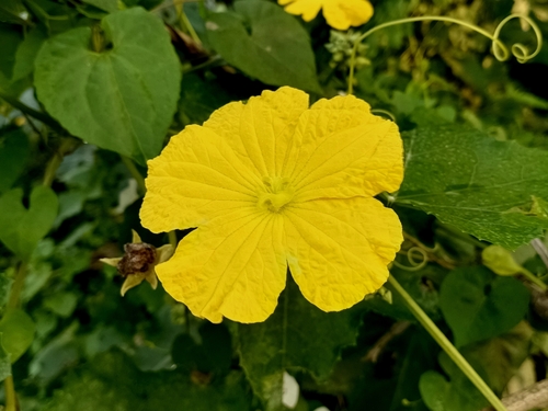 Luffa aegyptiaca observed 2026-10-19