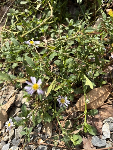 Kalimeris indica observed 2026-10-22