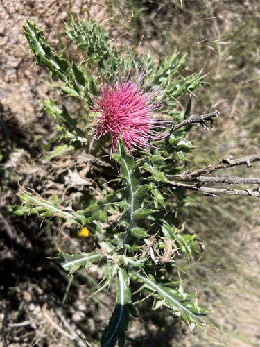 yellowspine thistle