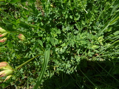 Lotus corniculatus corniculatus