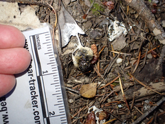 Colaptes auratus