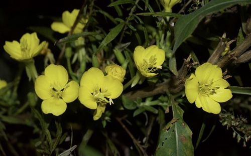 Oenothera parviflora, 2026-10-21