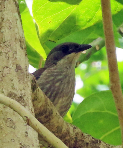 Aplonis tabuensis observed 2026-10-20