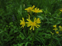Crepis praemorsa