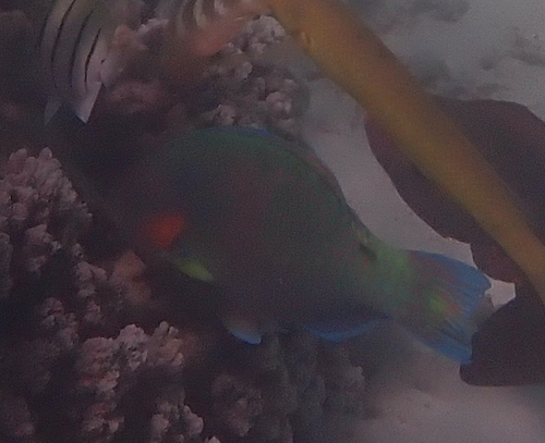 Scarus rivulatus observed 2026-10-05