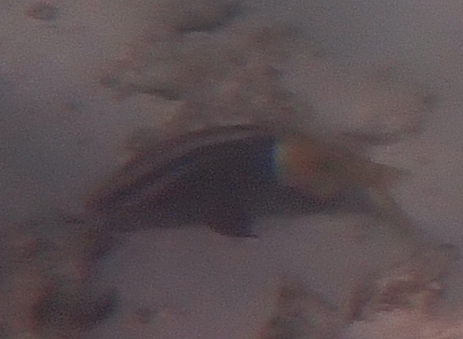Parupeneus barberinoides observed 2026-10-05