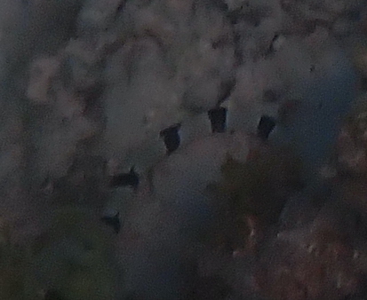 Myrichthys colubrinus observed 2026-10-05