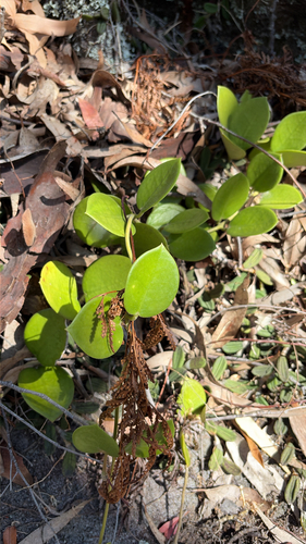 Hoya australis observed 2026-10-11