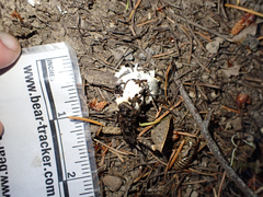 Colaptes auratus