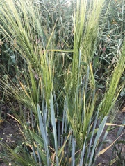 Hordeum vulgare