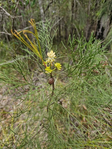 Petrophile pedunculata observed 2026-10-22