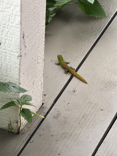 Phelsuma laticauda observed 2026-10-21