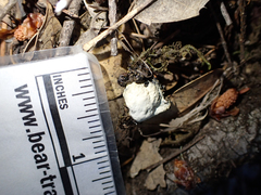 Colaptes auratus