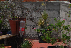 Mimoides thymbraeus aconophos