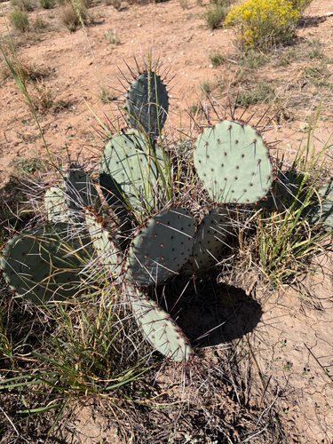 Black-spined Pricklypear