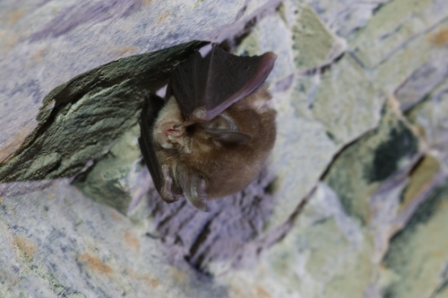 Rhinolophus perditus observed 2026-10-12
