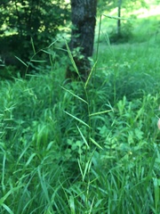 Brachypodium pinnatum