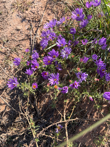 Tahoka daisy
