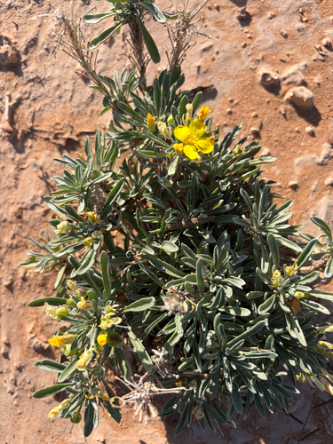 Fendler's bladderpod