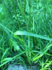 Brachypodium pinnatum