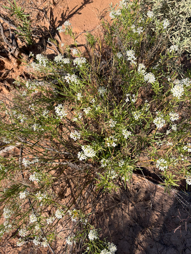Mesa Pepperwort