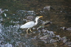 Ardea cinerea