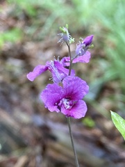 Streptanthus squamiformis