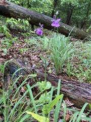 Streptanthus squamiformis
