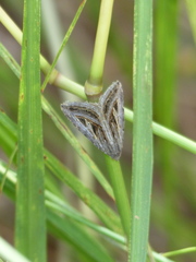 Heteropygas ziczac