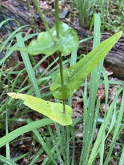 Streptanthus squamiformis