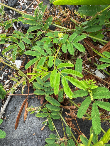 Desmanthus virgatus observed 2026-10-21