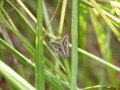 Heteropygas ziczac