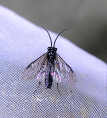 Empria