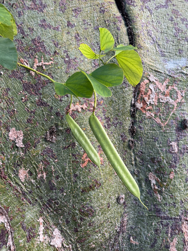 Bauhinia monandra observed 2026-10-20
