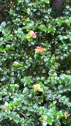 Eugenia uniflora observed 2026-10-21