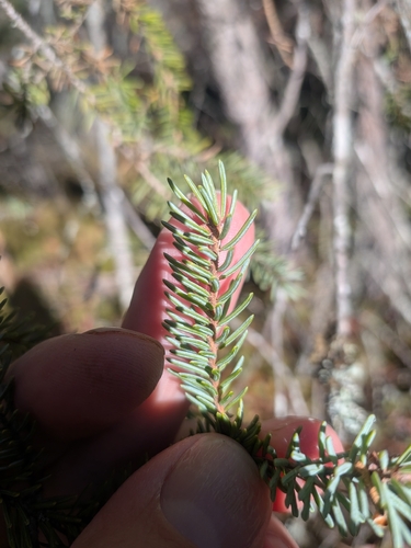 Picea mariana observed 2026-10-20