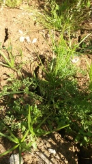 Scandix pecten-veneris