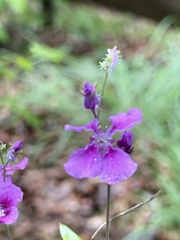 Streptanthus squamiformis