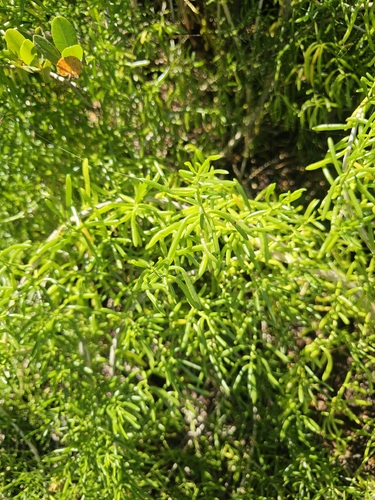 Batis maritima observed 2026-10-21