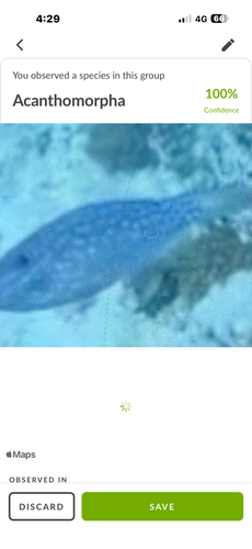 Aluterus scriptus observed 2026-10-21